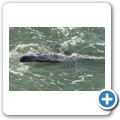 Hermanus - Whale Watching - Southern Right Whale