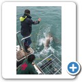 Gansbaai - Shark Cage Diving - Kupferhai