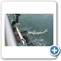 Gansbaai - Shark Cage Diving - Kupferhai