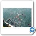 Gansbaai - Shark Cage Diving - Kupferhai