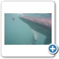 Gansbaai - Shark Cage Diving - Kupferhai