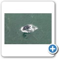 Stanford - Whale Watching Flight - Southern Right Whale