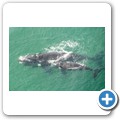 Stanford - Whale Watching Flight - Southern Right Whale