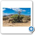 Damaraland - W&uuml;stenelefanten