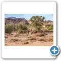 Damaraland - W&uuml;stenelefanten