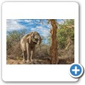 Damaraland - W&uuml;stenelefanten