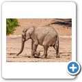 Damaraland - W&uuml;stenelefanten