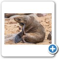 Cape Cross Seal Reserve