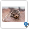 Cape Cross Seal Reserve