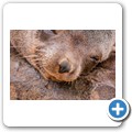 Cape Cross Seal Reserve