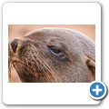 Cape Cross Seal Reserve