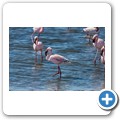 Walvis Bay - Flamingo-Lagune