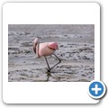 Walvis Bay - Flamingo-Lagune