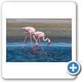 Walvis Bay - Flamingos
