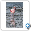 Walvis Bay - Flamingos