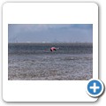 Walvis Bay - Flamingos