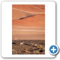 Sossusvlei - Springb&ouml;cke