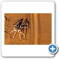 Sossusvlei - Trichternetzspinne