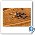 Sossusvlei - Trichternetzspinne
