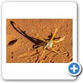 Sossusvlei - Skorpion