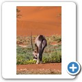 Sossusvlei - Oryx