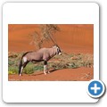 Sossusvlei - Oryx