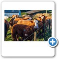 Farmtiere