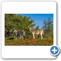 Steppenzebra