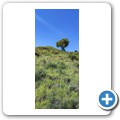 Mountain Zebra NP
