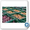 Bio-Bauernhof "Großholz"