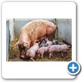 Bio-Bauernhof "Großholz"