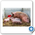 Bio-Bauernhof "Großholz"