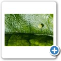 Western Cape Butterfly Sanctuary