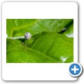 Western Cape Butterfly Sanctuary
