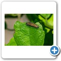 Western Cape Butterfly Sanctuary
