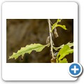 Western Cape Butterfly Sanctuary