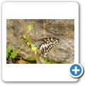 Western Cape Butterfly Sanctuary