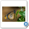 Western Cape Butterfly Sanctuary