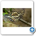 Western Cape Butterfly Sanctuary