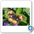 Western Cape Butterfly Sanctuary