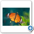 Western Cape Butterfly Sanctuary