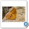 Western Cape Butterfly Sanctuary