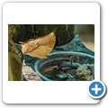 Western Cape Butterfly Sanctuary