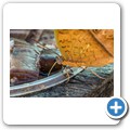 Western Cape Butterfly Sanctuary