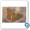 Western Cape Butterfly Sanctuary