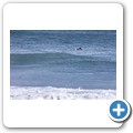 Delfin