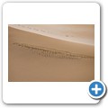 Maitland Beach Dune
