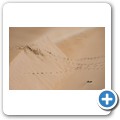 Maitland Beach Dune