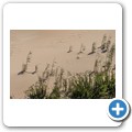 Maitland Beach Dune