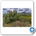 Van Stadens Wild Flower Reserve
